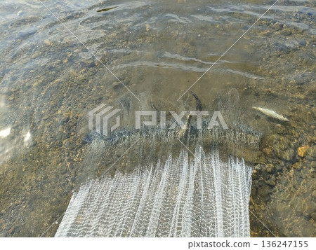 所有的香魚 136247155