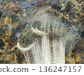 撒網捕撈香魚 136247157