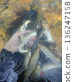 撒網捕撈香魚 136247158