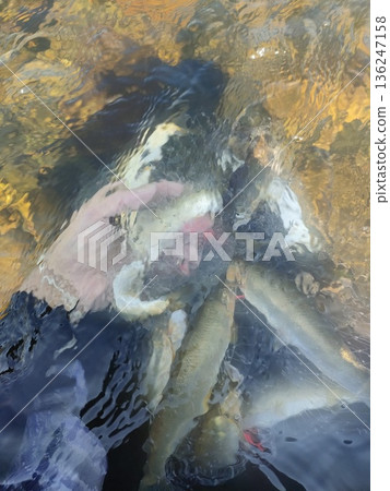 撒網捕撈香魚 136247158