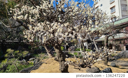 湯島天神梅 136247220