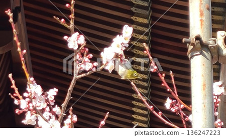 Yushima Tenjin Shrine and Japanese White-eye 136247223
