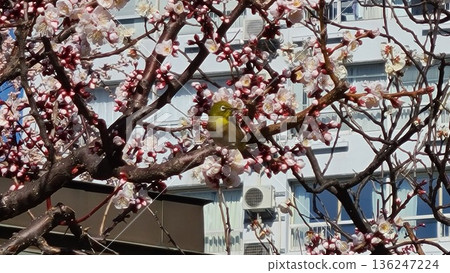 湯島天神神社與日本白眼 湯島天神神社與日本白眼 136247224