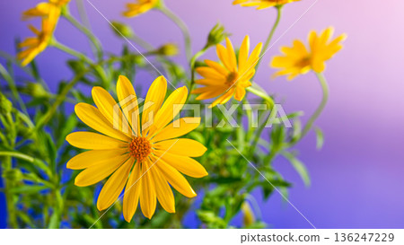 黃色骨子草花 黃色骨子草花 136247229
