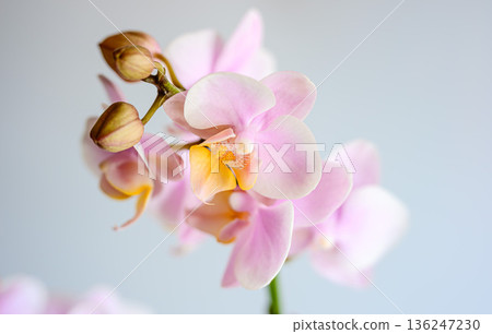 桃紅色顏色蝴蝶蘭花 桃紅色顏色蝴蝶蘭花 136247230