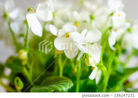 白花聖保羅花 白花聖保羅花 136247231