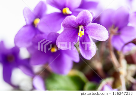 新加坡花 新加坡花 136247233