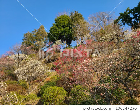 Ikegami Baien Ikegami Baien 136247250