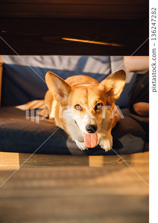 Happy corgi relaxing on cushion in warm sunset light Happy corgi relaxing on cushion in warm sunset light 136247282