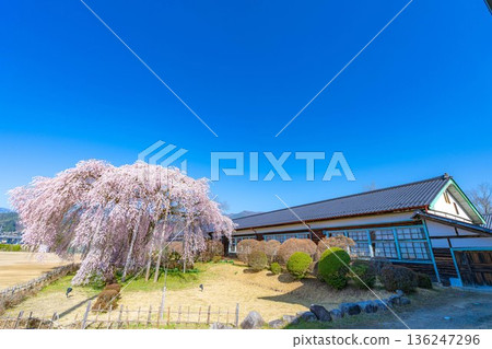 【南信州的櫻花】晴朗的早晨，木根原學校的垂枝櫻花盛開【長野縣】 136247296