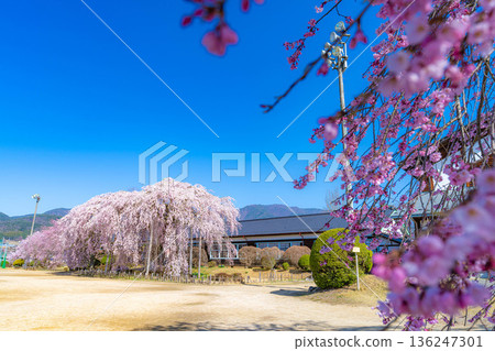【南信州的櫻花】晴朗的早晨,木根原學校的垂枝櫻花盛開【長野縣】 【南信州的櫻花】晴朗的早晨,木根原學校的垂枝櫻花盛開【長野縣】 136247301
