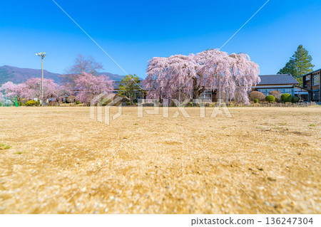 [Cherry Blossoms in Southern Shinshu] Weeping cherry blossoms at Kinehara School on a clear morning [Nagano Prefecture] 136247304