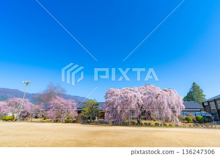 [Cherry Blossoms in Southern Shinshu] Weeping cherry blossoms at Kinehara School on a clear morning [Nagano Prefecture] 136247306