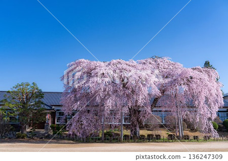 【南信州的櫻花】晴朗的早晨，木根原學校的垂枝櫻花盛開【長野縣】 136247309