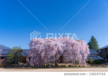 【南信州的櫻花】晴朗的早晨，木根原學校的垂枝櫻花盛開【長野縣】 136247310