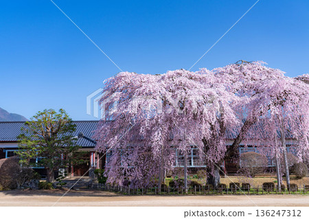 [Cherry Blossoms in Southern Shinshu] Weeping cherry blossoms at Kinehara School on a clear morning [Nagano Prefecture] 136247312