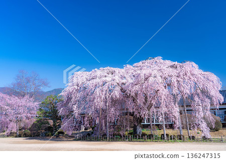【南信州的櫻花】晴朗的早晨,木根原學校的垂枝櫻花盛開【長野縣】 【南信州的櫻花】晴朗的早晨,木根原學校的垂枝櫻花盛開【長野縣】 136247315