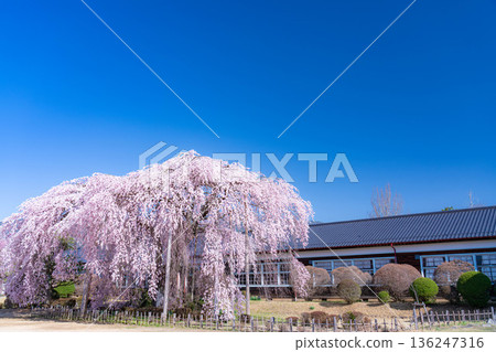 【南信州的櫻花】晴朗的早晨,木根原學校的垂枝櫻花盛開【長野縣】 【南信州的櫻花】晴朗的早晨,木根原學校的垂枝櫻花盛開【長野縣】 136247316
