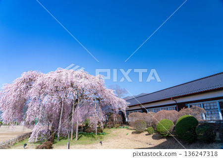 [Cherry Blossoms in Southern Shinshu] Weeping cherry blossoms at Kinehara School on a clear morning [Nagano Prefecture] 136247318