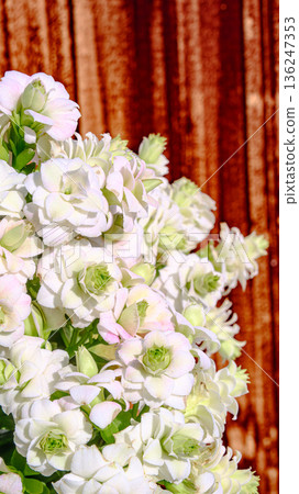 Close-up of Kalanchoe flower Close-up of Kalanchoe flower 136247353