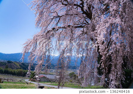 [Spring material] One cherry tree in Minami Shinshu, weeping cherry tree in Kise [Nagano Prefecture] 136248416