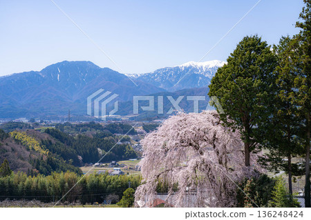 [Spring material] One cherry tree in Minami Shinshu, weeping cherry tree in Kise [Nagano Prefecture] 136248424