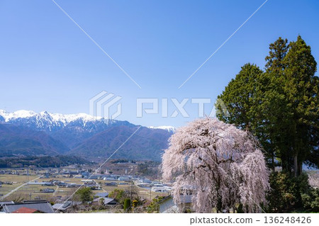 [Spring material] One cherry tree in Minami Shinshu, weeping cherry tree in Kise [Nagano Prefecture] 136248426