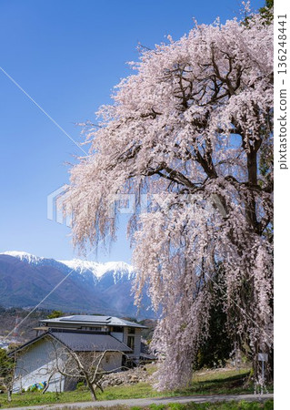 [春季材料]南信州的一棵櫻花樹，吉瀨的垂枝櫻花[長野縣] 136248441