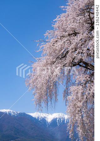 [Spring material] One cherry tree in Minami Shinshu, weeping cherry tree in Kise [Nagano Prefecture] 136248442
