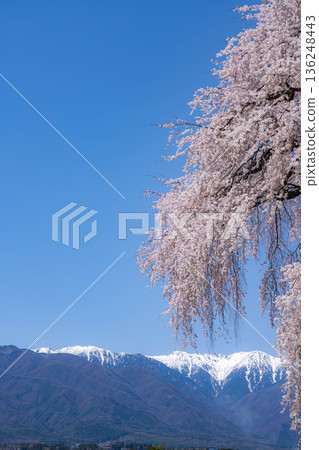 [春季材料]南信州的一棵櫻花樹，吉瀨的垂枝櫻花[長野縣] 136248443