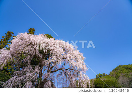 [春季材料]南信州的一棵櫻花樹，吉瀨的垂枝櫻花[長野縣] 136248446