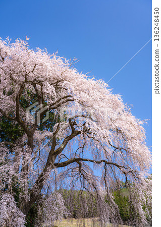 [春季材料]南信州的一棵櫻花樹，吉瀨的垂枝櫻花[長野縣] 136248450