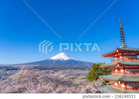 [Spring Material] Mt. Fuji, cherry blossoms, and Chureito Pagoda seen from Arakurayama Sengen Park [Yamanashi Prefecture] 136248551