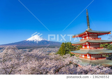[Spring Material] Mt. Fuji, cherry blossoms, and Chureito Pagoda seen from Arakurayama Sengen Park [Yamanashi Prefecture] 136248552