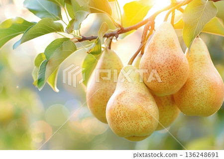 Ripe pears hanging from tree branch in sunlight 136248691