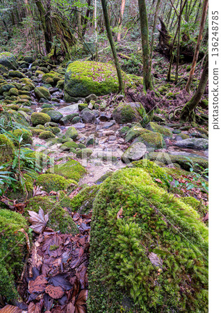 屋久島國立公園:日本最美的苔蘚谷(冬天) 屋久島國立公園:日本最美的苔蘚谷(冬天) 136248785