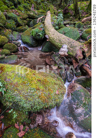 Yakushima National Park: Japan's most beautiful moss valley (winter) Yakushima National Park: Japan's most beautiful moss valley (winter) 136248789
