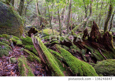 屋久島國立公園：日本最美的苔蘚森林（冬季） 136248847