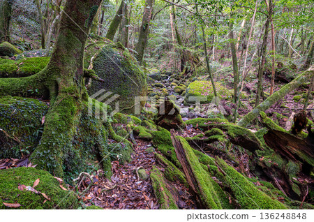 Yakushima National Park: Japan's most beautiful moss forest (winter) Yakushima National Park: Japan's most beautiful moss forest (winter) 136248848