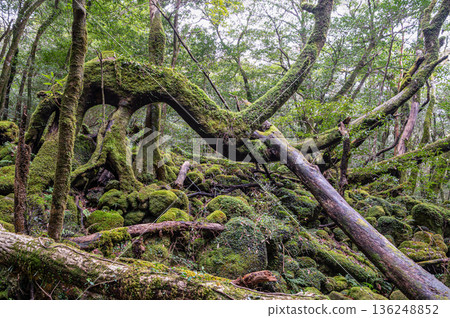 Yakushima National Park: Japan's most beautiful moss forest (winter) Yakushima National Park: Japan's most beautiful moss forest (winter) 136248852
