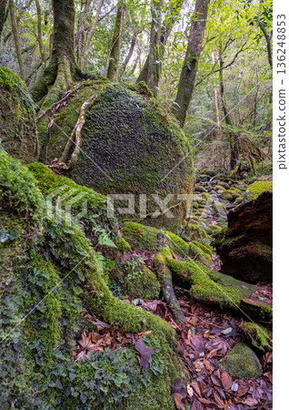 Yakushima National Park: Japan's most beautiful moss forest (winter) Yakushima National Park: Japan's most beautiful moss forest (winter) 136248853
