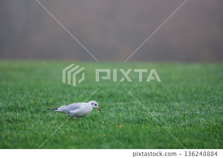 Close up of a black headed gull searching food in the grass, UK in December 2025 136248884