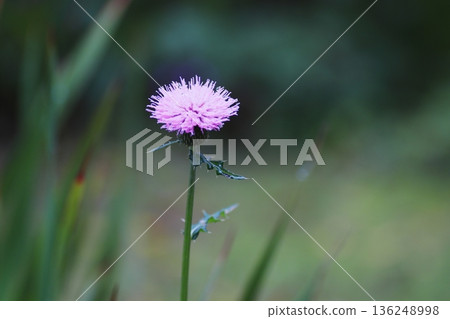 田野裡盛開著薊花。 136248998