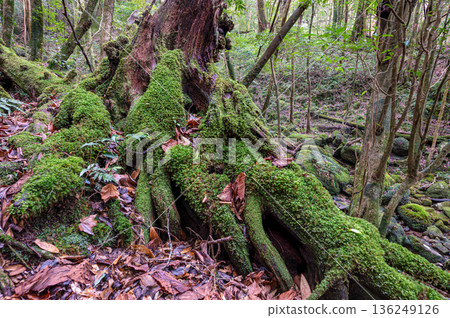 屋久島國立公園：日本最美的苔蘚森林（冬季） 136249126
