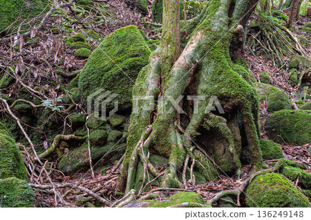 屋久島國立公園:日本最美的苔蘚森林(冬季) 屋久島國立公園:日本最美的苔蘚森林(冬季) 136249148