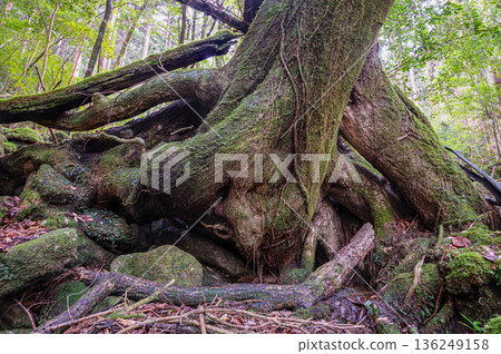 Yakushima National Park: Giant trees intertwined in a complex pattern (winter) 136249158