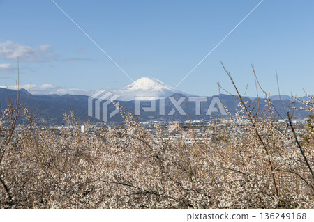 Snow-capped Mount Fuji seen through the plum blossoms in full bloom at Soga Plum Grove 136249168