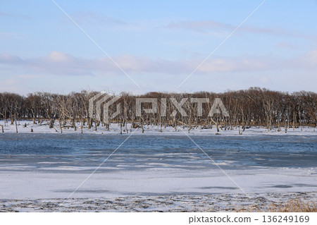冬季，枯死的橡樹林和雪原遍布野付半島的楢原鎮。 136249169