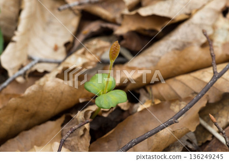 Beech forest, spring arrival, beech seedlings 136249245
