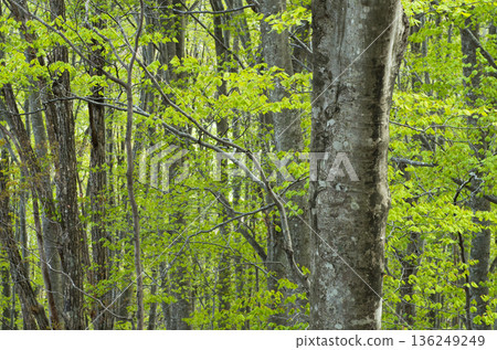 The glorious arrival of spring in the Soebetsu beech forest 136249249